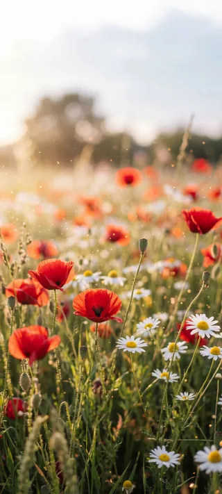 Poppy and Daisy Meadow phone wallpaper