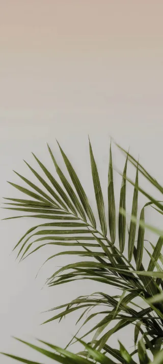 Serene Palm Fronds phone wallpaper