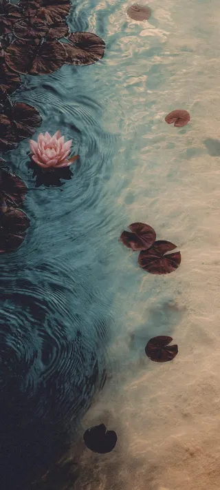 Water Lily Still Life phone wallpaper