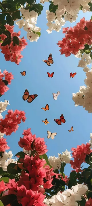 Butterflies Among Bougainvillea phone wallpaper