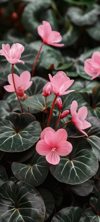 Pink Cyclamens Flowers phone wallpaper