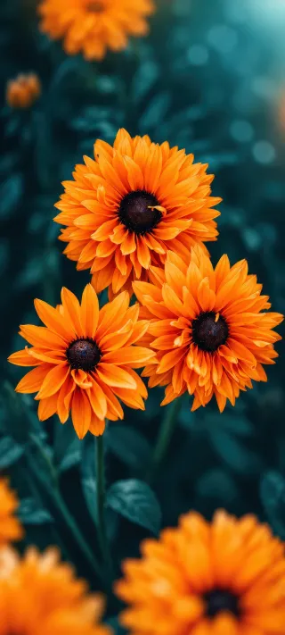 Orange Gerbera Study phone wallpaper