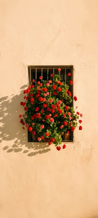 Geraniums at the Window phone wallpaper