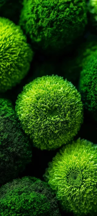 Chrysanthemums in Moss phone wallpaper
