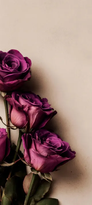 Study of Purple Roses phone wallpaper