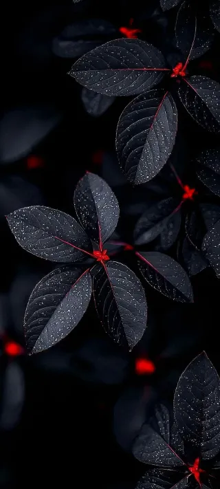 Where Dark Velvet Meets Scarlet Sparks phone wallpaper