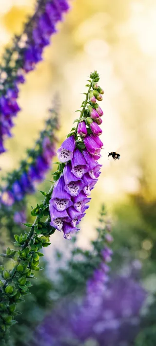 Foxglove and Bumblebee phone wallpaper