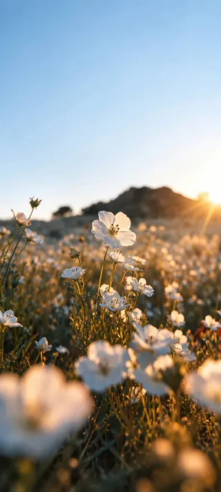 Wildflower Study at Sunset phone wallpaper
