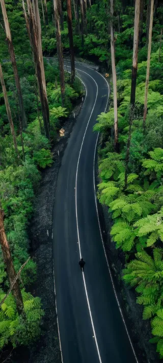The Winding Rainforest Way phone wallpaper