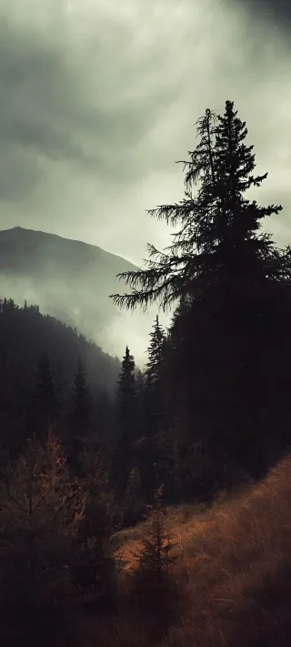 The Whispering Pines of the Forgotten Valley phone wallpaper