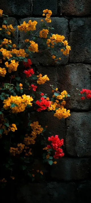 A Quiet Wall in Shadow phone wallpaper