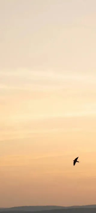 Solitary Bird at Dusk phone wallpaper