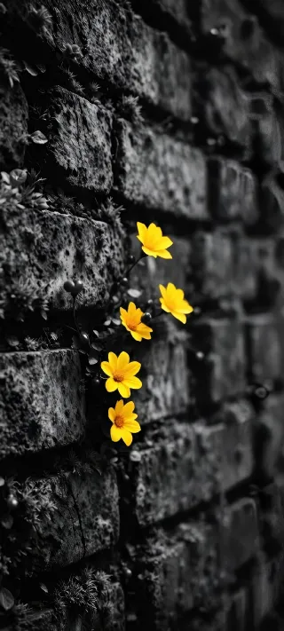 Life in the Wall phone wallpaper