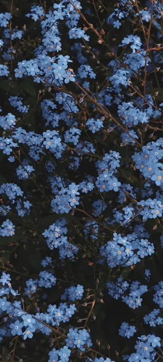 Whispering Forget-Me-Nots phone wallpaper