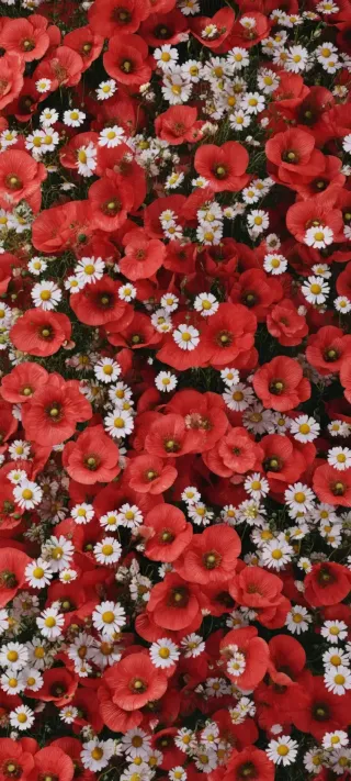 Poppies and Daisies phone wallpaper