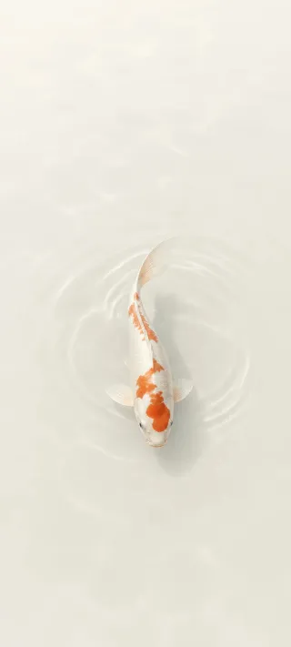 Koi in Still Water phone wallpaper