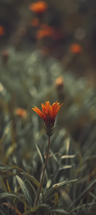 Solitary Orange Bloom phone wallpaper