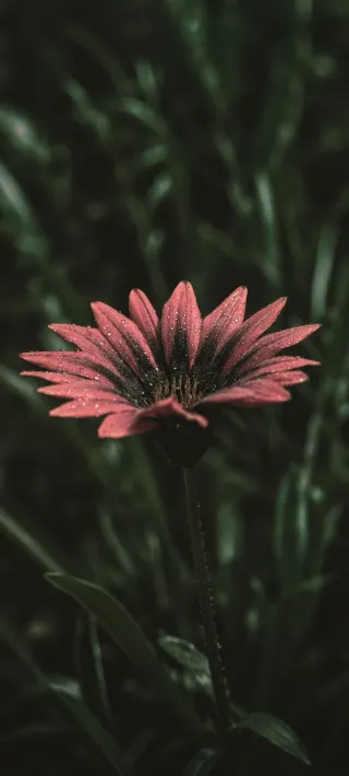 Dewy Pink Daisy phone wallpaper