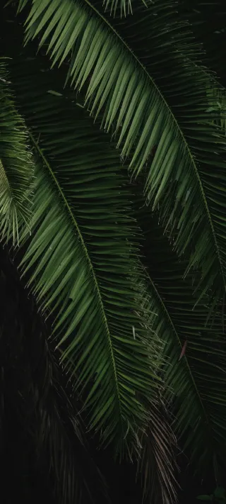 Tropical Forest leaves phone wallpaper