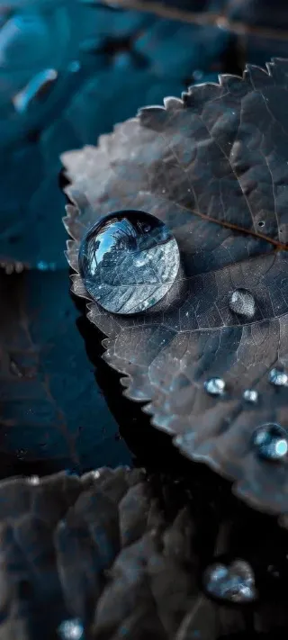 Droplet on a Fallen Leaf phone wallpaper
