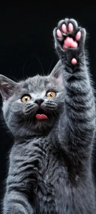 High Five Kitten phone wallpaper