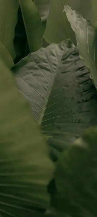 Elephant Ear Study phone wallpaper